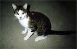 bootsy1_t