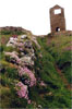 cornwall_t