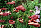 poppies_t